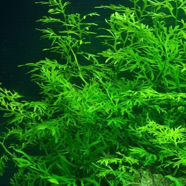 Набір з 5 акваріумних рослин для фону AquaOne: Murdannia, Ludwigia, Cyperus, Alternanthera, Ceratopteris