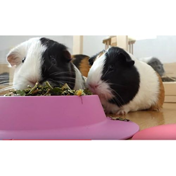STAYbowl – миска для морських свинок та інших дрібних тварин, фіксуюча, фіолетова, 3/4 склянки