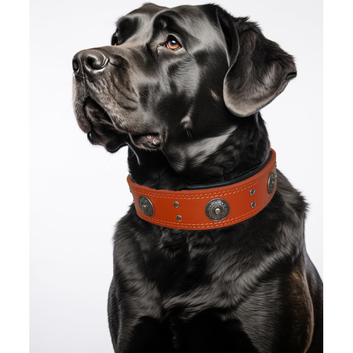 Нашийник для собак з натуральної шкіри, 5 см, помаранчевий, ручної роботи, L (53.5-63 см)