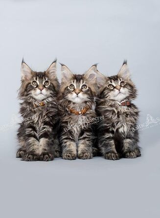 Янтарний намисто для собак | Намисто з бурштину для собак та котів | Намисто для собак з натурального бурштину (28 см)