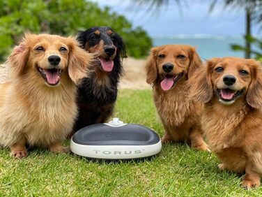 Автоматична поїлка для котів і малих собак Torus Pet Mini, з вугільним фільтром, 1 л, портативна, антимікробна, BPA-free