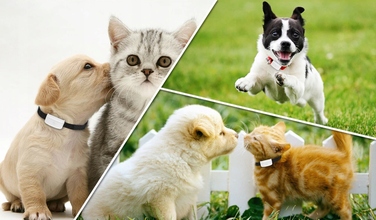 GPS-нашийник локатор TK911 для собак та котів з підтримкою SOS та мобільного додатка