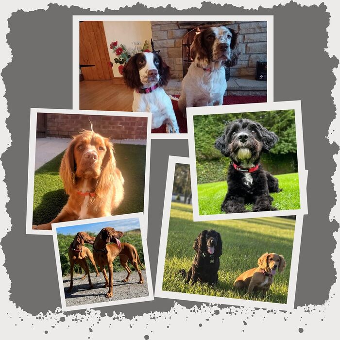 Нашийник для собак середнього розміру, світловідбиваючий, з підкладкою, регульований, металева застібка, кільце з алюмінію, колір Dreamy Aqua