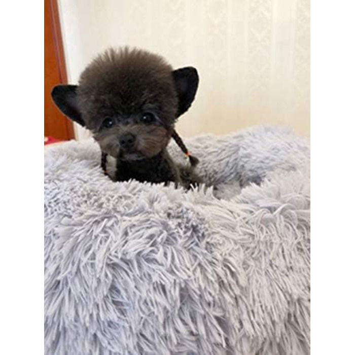 М'яке ортопедичне ліжко для домашніх тварин для собак та котів, ліжко-гніздо у формі пончика, для собак маленьких, середніх та великих порід, 60*60*20 см (70*70*20 см, сірий)