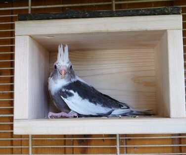 Дерев'яний будиночок Vogelgaleria® для птахів – спальне та захисне житло для клітки або вольєра, аксесуар для хвилястих папуг, агапорнісів, корел, дерев'яний будиночок для птахів