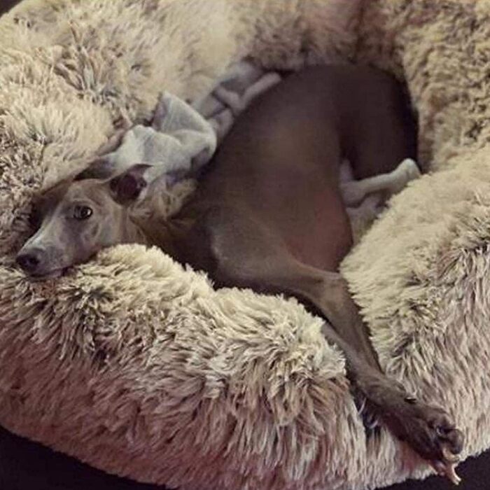 М'яке ліжко для собак та котів Haoye, кругла подушка для домашніх тварин, ліжко-бублик, миється, м'яке ліжко для собак та котів (діаметр 50-120 см / 7 розмірів), діаметр 70 см (Хакі, 120 см)