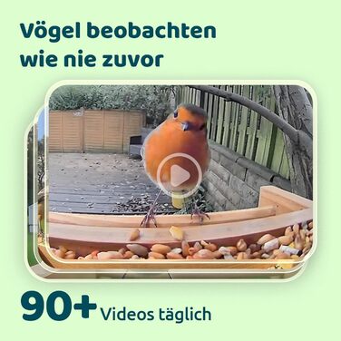 Розумна годівниця для птахів Netvue Birdfy з камерою, сонячною панеллю, 3L, автоматична ідентифікація птахів, для спостереження за дикими птахами