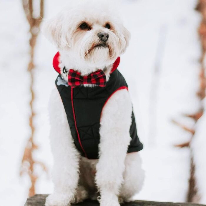 Тепла жилетка Gooby для маленьких собак, чорна, розмір XS, з флісовою підкладкою та світловідбиваючими елементами