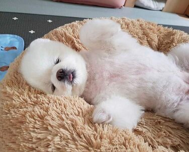 Розкішне собаче ліжко з м'якого хутра, машинне прання, самонагріваюче, з м'яким подуванням для середніх та великих собак та котів (XXXL: 120 см, світло-коричневе)