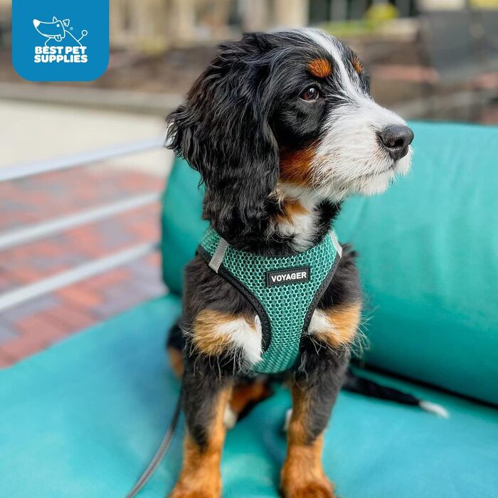 Шлейка для собак Best Pet Supplies Voyager Step-In Air, дихаюча, нейлонова, бірюзова, для малих і середніх порід, розмір S