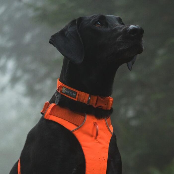 Нашийник для собак Ruffwear Front Range з V-подібним кільцем, регульований, зручний, м'який, з кільцем для повідка, помаранчевий, 14'-20'