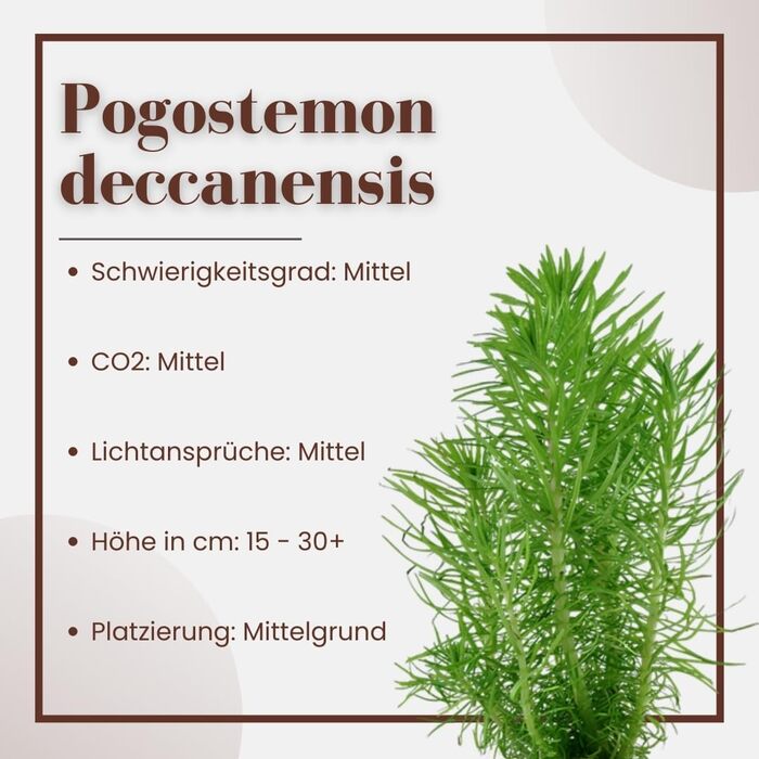 AquaOne Акваріумна рослина Pogostemon erectus, 3 шт — водна стеблова рослина для акваріума, повністю вкорінена, середня, легка у догляді, для акваскейпу та декору