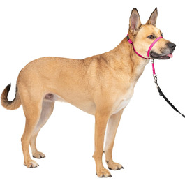 Нашийник для дресирування PetSafe Sanfter Führer Medium (25-60 кг) з DVD