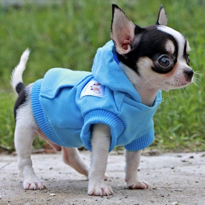 Світшот для собак Lophipets з бавовни, для маленьких собак, чихуахуа, цуценят, для холодної погоди, блакитний, розмір XS