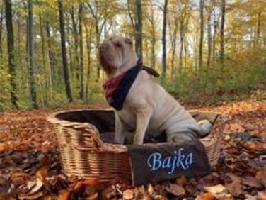 Плетенний корзинка для собак та котів з подушкою, 75x75 см, натуральне плетіння