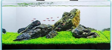 Світлодіодна LED-лампа LUMI FLORA для акваріума 5730, біле світло, 30 см