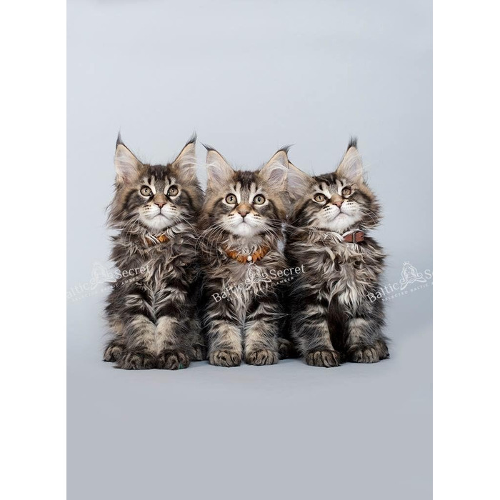 Янтарний намисто для собак | Намисто з бурштину для собак та котів | Намисто для собак з натурального бурштину (28 см)