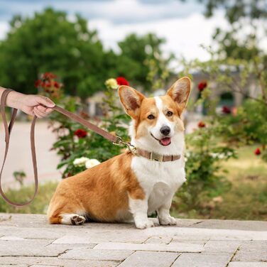 Нашийник для собак Didog з м'якої PU-шкіри, стильний нашийник з швидкою застібкою для великих собак, легко чистити, регульований, для щоденних прогулянок, фіолетовий, розмір L (38,1-48,3 см), підходить для собак з обхватом шиї 38-48 см