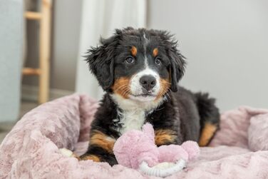 Ортопедичне ліжко для собак TRIXIE Vital Loki, 65x50 см, рожеве - м'яке ліжко з Memory Foam для маленьких собак, суглобово-захисне