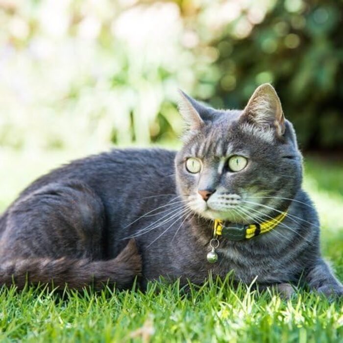 Нейлонове нашийник для котів Rogz Reflektive з самовідкриваючим застібкою, дзвіночком та регулюванням, Pink, 3/8