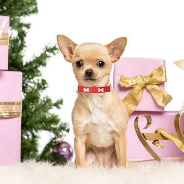 Нашийник для собак з шкіри та поводок-стрічка HALFSUMO: комплект для малих та середніх собак та котів, червоний