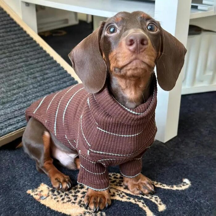 Одяг для такси (дворняг): теплий зимовий костюм, піжама, пуловер, боді для цуценят та собак середніх розмірів (колір: коричневий, розмір XS)