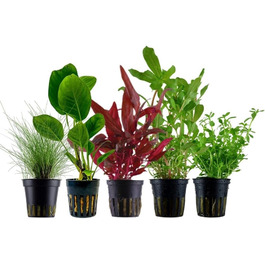 Набір акваріумних рослин AquaOne 5 шт: Lilaeopsis, Lagenandra, Cryptocoryne, Echinodorus для акваріума, для початківців