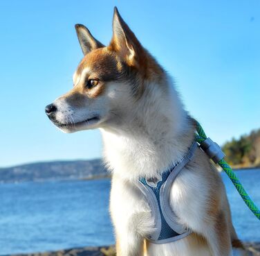 Трекінгові чоботи Croci з ефектним леопардовим принтом, 350 г, розмір L