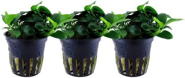 Акваріумна рослина Hygrophila corymbosa 'Compact', 3 шт — водна рослина для акваріума, стеблова, з розвиненою кореневою системою, легка у догляді, для акваскейпінгу та декору (Anubias 'Petite')