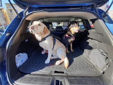 Сітка-перегородка ERGOTECH для Renault Kadjar (RDA65HBG-S) - захист для собак та багажу