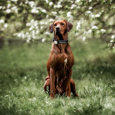 Нашийник для собак Кіппі EVO, світловідбиваючий, для маленьких порід, м'який та зручний, розмір L