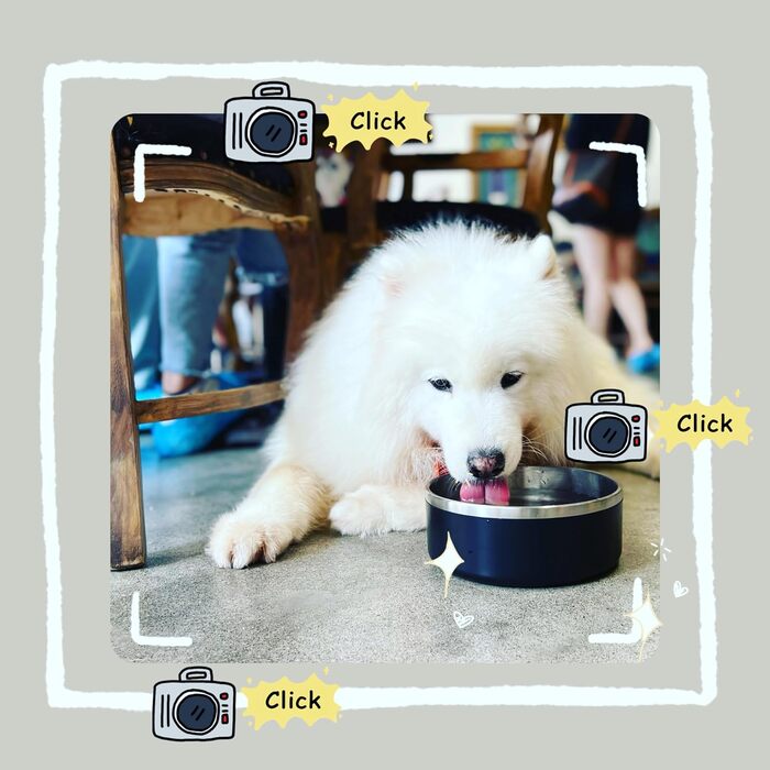 Набір мисок для собак IKITCHEN з нержавіючої сталі, подвійні стінки, ізольовані, чорні (1,2 л)