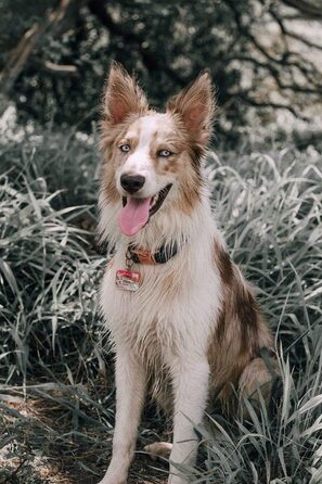 Набір повідка та нашийника для собак Aring Pet, оксамитовий нашийник та повідок, регульований для маленьких, середніх та великих собак, блакитний