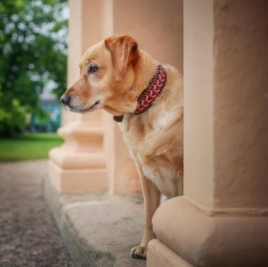 Широкий нашийник FairPaw для великих собак із паракорду, регульований, ручна робота, червоний, розмір S