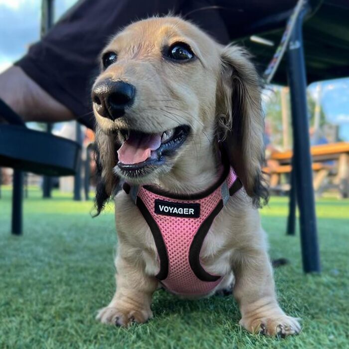 Шлейка для собак Voyager Step-In Air Best Pet Supplies, всепогодна, сіточка, для малих і середніх порід, рожева з чорним кантом, розмір L (грудна клітка 45-52 см)