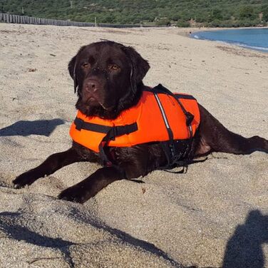 Спасальний жилет для собак Croci C6020097, 45 см