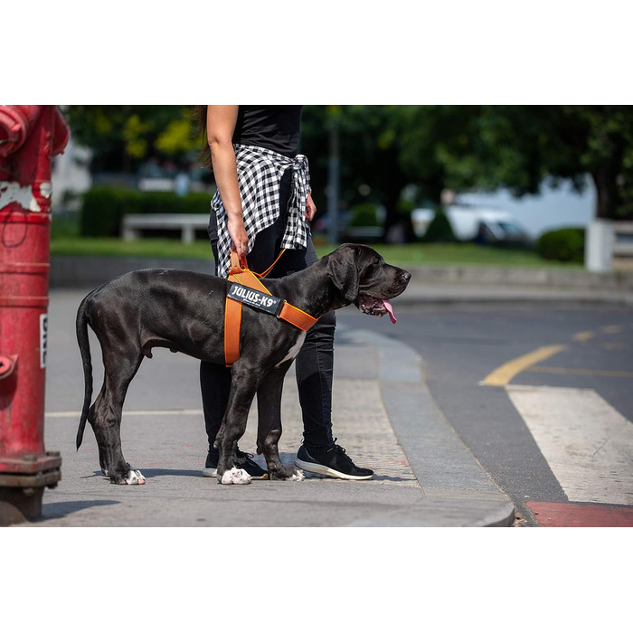 Шлея Julius-K9 Color & Gray для собак, нейлон, регульована