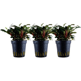 Акваріумна рослина Bucephalandra sp. 'Red' AquaOne, 3 шт, водна рослина для акваріума, повністю вкорінений кореневище, легкий догляд, для акваскейпінгу та декору