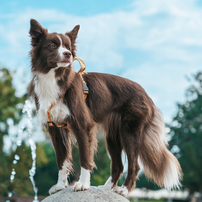 Класичний повідок Hauki, стрічка 2,5 м
