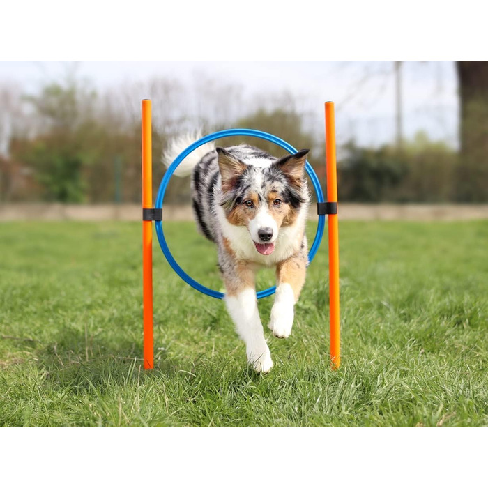 Набір для аджиліті Lemodo для малих та середніх собак | Набір для дресирування з бар'єрами, тунелем та кільцем | Початковий набір для собачого спорту
