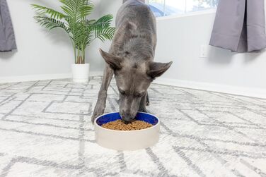 Керамічна миска для собак великих та середніх порід Ethical Spot, діаметр 24.1 см, білий/блакитний колір