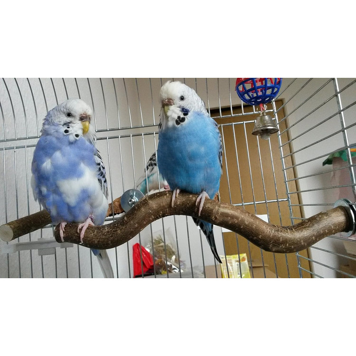 Сидячі жердочки Vogelgaleria для хвилястих папуг, набір пробних натуральних дерев'яних жердочок для клітки