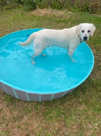 Складаний басейн для собак, сірий, 160x30 см, 600 л