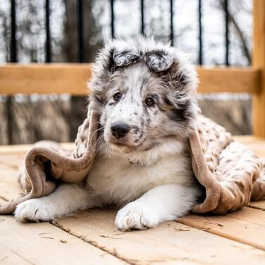Важка заспокійлива ковдра для собак Nappy Puppy L, м'який Minky, гіпоалергенні скляні кульки, для тривожних собак, коричнева, 2,7 кг