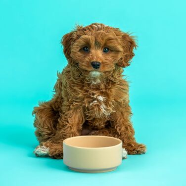 Миска для собак Mason Cash з порцеляни, з ручкою та синім написом, 15 см (12.7 x 12.7 x 5.5 см)