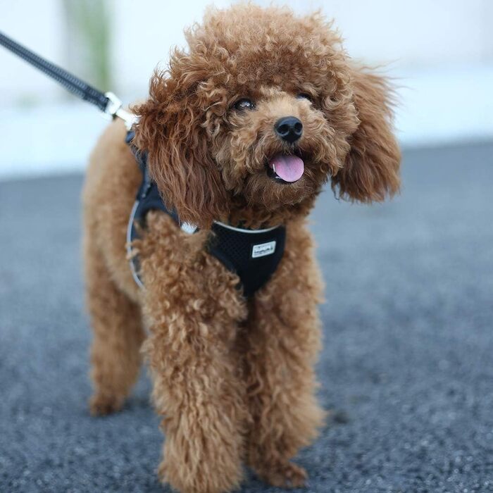 Нашийник для собак з повідком Anti-Pull, світловідбиваючий, для малих собак, кошенят, чорний, розмір M