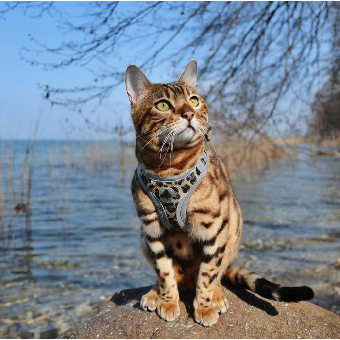 Трекінгові чоботи Croci з ефектним леопардовим принтом, 350 г, розмір L