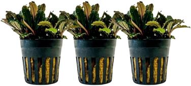 Акваріумна рослина Hygrophila corymbosa 'Compact', 3 шт. — водна рослина для акваріума, стеблова, повністю вкорінена, легка у догляді, для акваскейпінгу, декор, Bucephalandra sp. 'Blue Green'