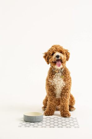 Миска для собак Mason Cash Colour Mix сірого кольору, 20 см, 1 шт.