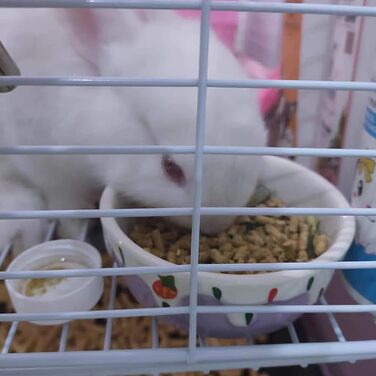 Миски для хом'яків Balacoo, круглі, керамічні, 2 шт. - для дрібних тварин, кроликів, мишей, морських свинок, їжаків, фіолетовий/блакитний